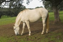 Horse Grazing in field — Stock Photo