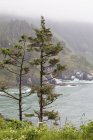 Два дерева на краю океана — стоковое фото