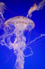Фіолетовий смугастий медузи — стокове фото