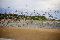 Rebanho de pássaros faz voo — Fotografia de Stock