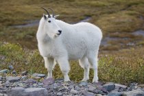Mountain Goat outdoors — Stock Photo