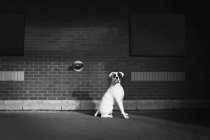 Оповіщення собака-сидячи — стокове фото
