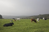 Pâturage de bovins dans un champ — Photo de stock