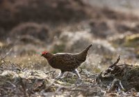 Red Grouse Walking — Stock Photo