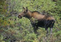 Moose standing among trees — Stock Photo