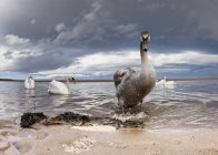 Утка и лебеди в воде — стоковое фото