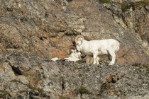 Zwei Dall-Schafe — Stockfoto