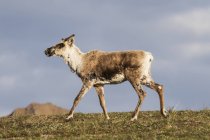 Caribou walking on ground — Stock Photo