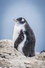Gentoo penguin chick — Stock Photo