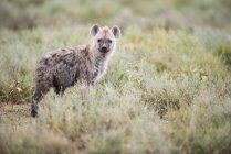 Spotted Hyena stares — Stock Photo