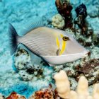 Triggerfish exótico nadando no oceano perto de coral — Fotografia de Stock