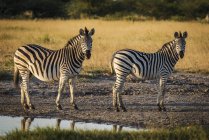 Zwei Burchell-Zebras — Stockfoto