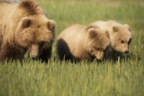 Аляскинський прибережних ведмідь — стокове фото