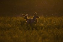 Олень мула на заході сонця — стокове фото