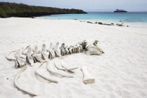 Playa de arena blanca con agua turquesa - foto de stock