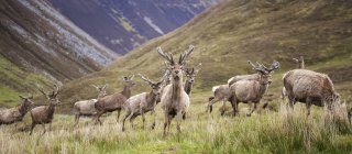 Cervos vermelhos em Highland escocês — Fotografia de Stock