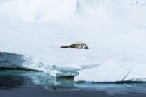 Seal lays on ice — Stock Photo