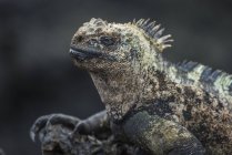 Fechar de iguana marinha — Fotografia de Stock