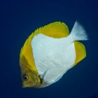 Vista da vicino del pesce farfalla giallo che nuota sott'acqua — Foto stock