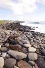 Marine iguanas on pebble beach — Stock Photo