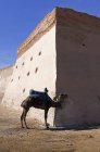 Одинокий верблюд привязан к крепости — стоковое фото