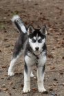 Cachorro husky siberiano - foto de stock
