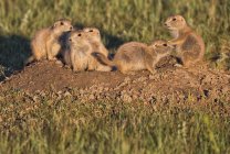 Young black tailed prairie dogs — Stock Photo