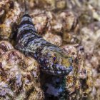 Риф Lizardfish відпочиваючи на риф, сформована лави off Kona coast. Kona, острові Гаваї, Гаваї, США — стокове фото