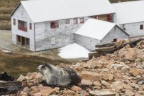 Marmotta poggia sul fianco della collina — Foto stock
