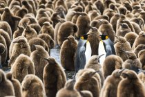 Pingüinos rey juveniles - foto de stock