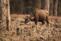 Jeune gaur indien — Photo de stock