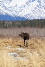 Captive bull moose — Stock Photo