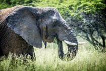 Elefante de pie en hierba alta - foto de stock