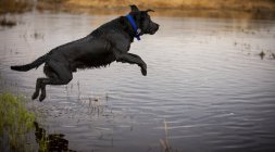 Cão preto pulando na água — Fotografia de Stock