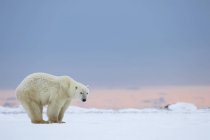 Белый медведь стоит — стоковое фото