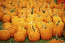 Orange pumpkins on field — Stock Photo