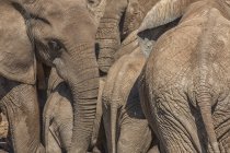 Elephants gather outdoors — Stock Photo