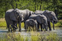 Groupe d'éléphants buvant — Photo de stock