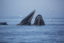 Baleias jubarte na água — Fotografia de Stock