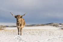 Longhorn mucca sta su una neve — Foto stock