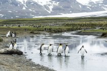 Pingüinos rey vadeando - foto de stock