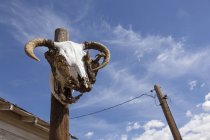 Crâne de mouton sur la Route 66 près de Seligman — Photo de stock