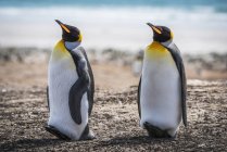 Два пингвина короля — стоковое фото
