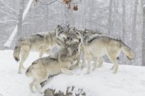 Wolf pack having some fun — Stock Photo