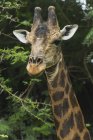 Velha girafa entre árvores — Fotografia de Stock