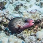 Pappagalli esotici che nuotano nell'oceano vicino al corallo — Foto stock