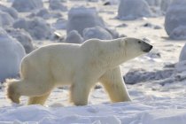 Ours polaire marchant le long de la côte — Photo de stock