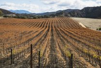 Vineyard in autumn and  hills — Stock Photo