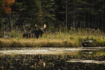 Bull moose standing — Stock Photo