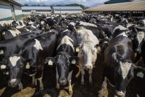 Dairy farm holstein cows — Stock Photo